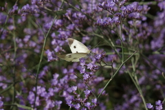 Limonium meyeri