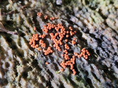 Hemitrichia decipiens