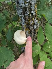 Pseudospongipellis unicolor