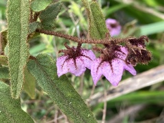 Thomasia paniculata