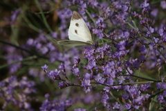 Limonium meyeri