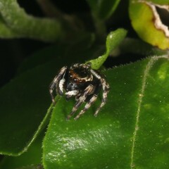 Maratus scutulatus