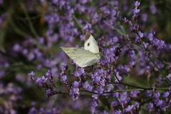 Limonium meyeri