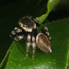 Maratus scutulatus