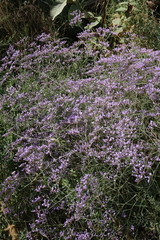 Limonium meyeri