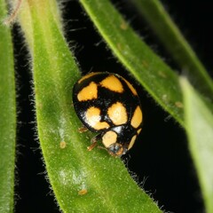 Phrynocaria gratiosa