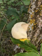 Pseudospongipellis unicolor