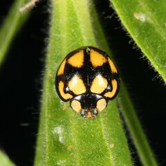 Phrynocaria gratiosa