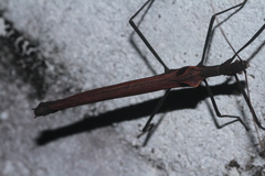 Pseudophasma phthisicum