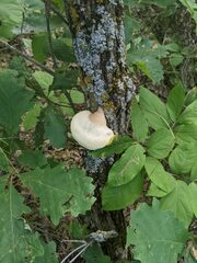 Pseudospongipellis unicolor