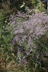 Limonium meyeri