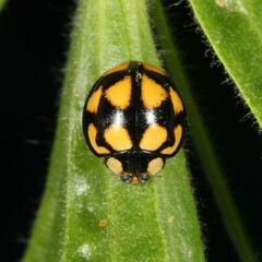 Phrynocaria gratiosa