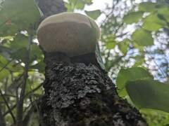 Pseudospongipellis unicolor