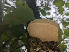 Pseudospongipellis unicolor