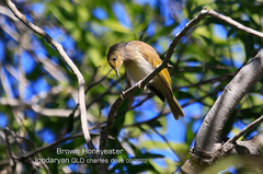 Lichmera indistincta