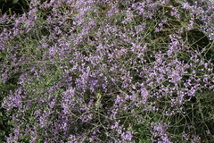 Limonium meyeri