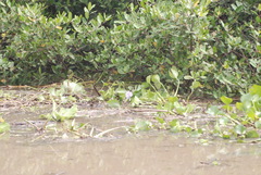 Eichhornia crassipes image