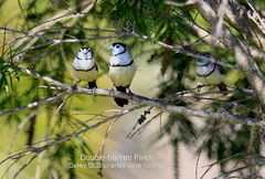Stizoptera bichenovii