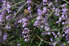 Limonium meyeri