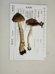 Pluteus eos