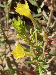 Oenothera clelandii