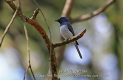 Myiagra rubecula