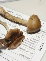 Pluteus eos