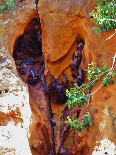 Madagascan Fruit Bat