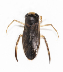 Callicorixa