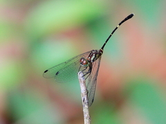 Nannophlebia eludens