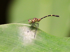 Nannophlebia eludens