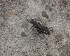 Cicindela ocellata