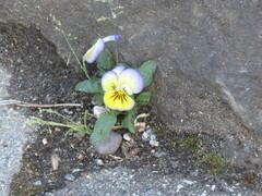 Viola tricolor