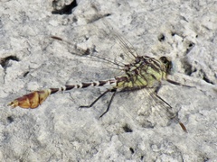 Dromogomphus spoliatus