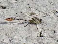 Dromogomphus spoliatus