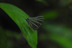 Laothus barajo