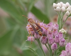 Polistes bellicosus