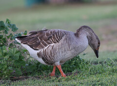 Anser anser domesticus × anser cygnoides domesticus