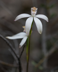 Caladenia moschata