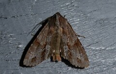 Ichneutica ustistriga