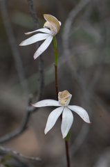 Caladenia moschata