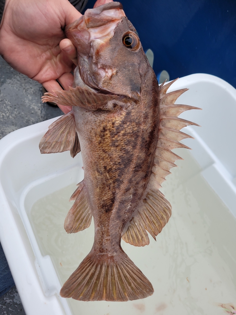 brown rockfish