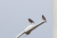 Acridotheres tristis