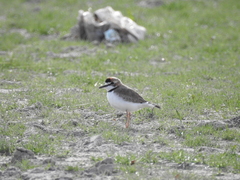 Charadrius collaris