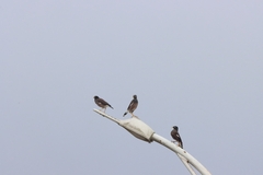 Acridotheres tristis