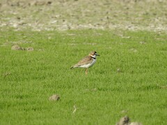 Charadrius collaris