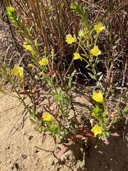 Oenothera clelandii
