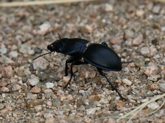 Pasimachus elongatus