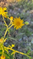 Heterotheca subaxillaris