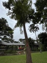 Pterocarpus macrocarpus